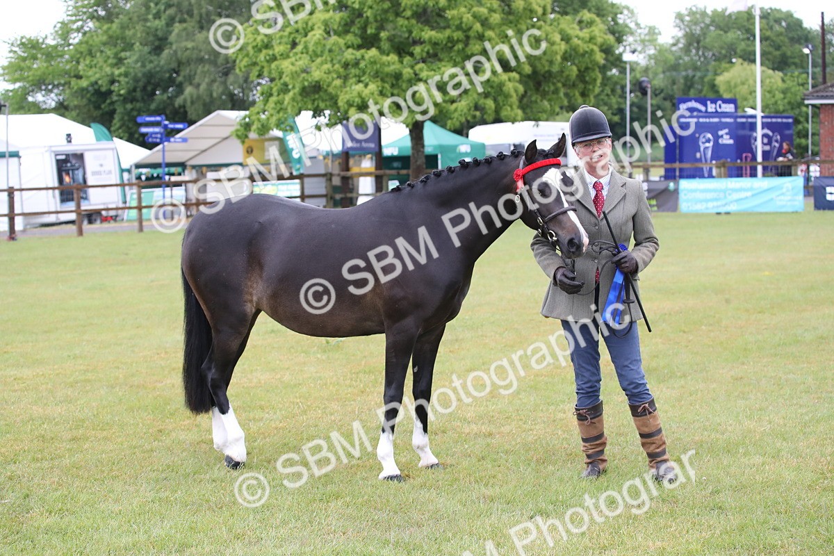 SBM_00095 - Class 17-20 - Arab & Part Bred - Anglo Arab In Hand
