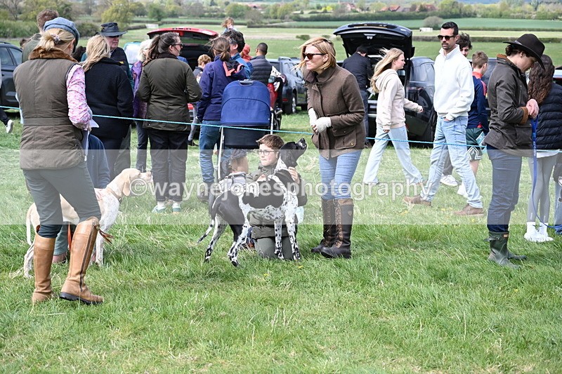 WJ6_8726 - Class 8 Best Working / Gun Dog or Bitch