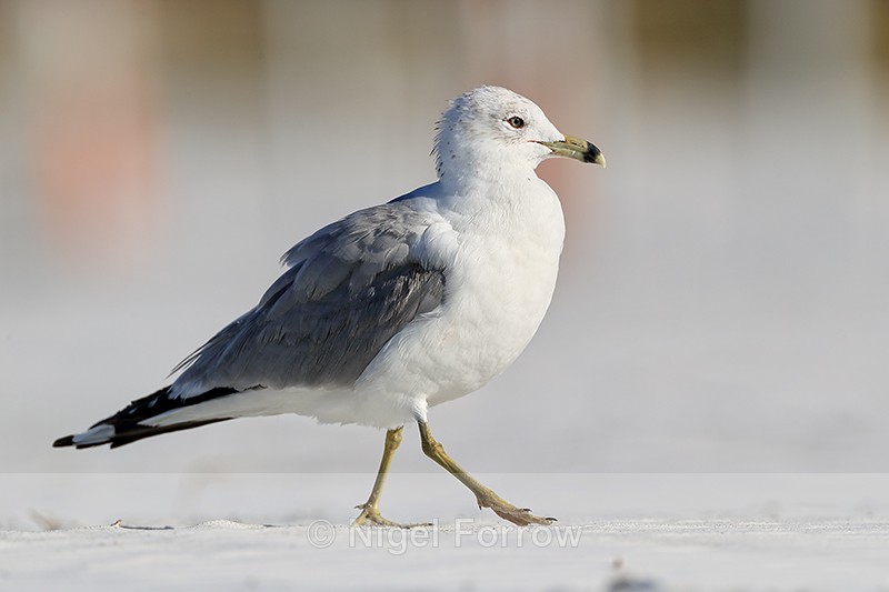 Adult Ring-billed Gull, Fort De Soto Park, Florida - Ring-billed Gull