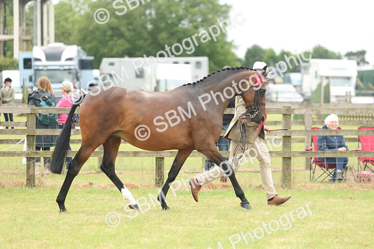 SBM_05546 - Class 68-73 - Riding Pony Breeding