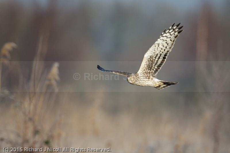 Hen Harrier (Circus cyaneus) - Hen Harrier (Circus cyaneus)