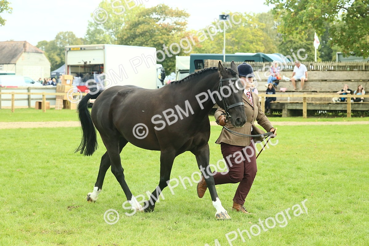 SBM_66471 - S34 - Rehabilitated Rescue Horse & Pony In Hand & Ridden