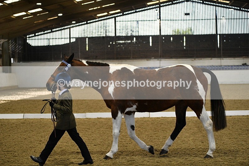 WJ5_3831 - Class 5 In Hand Veterans