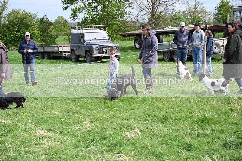 WJ6_8840 - Class 8 Best Working / Gun Dog or Bitch