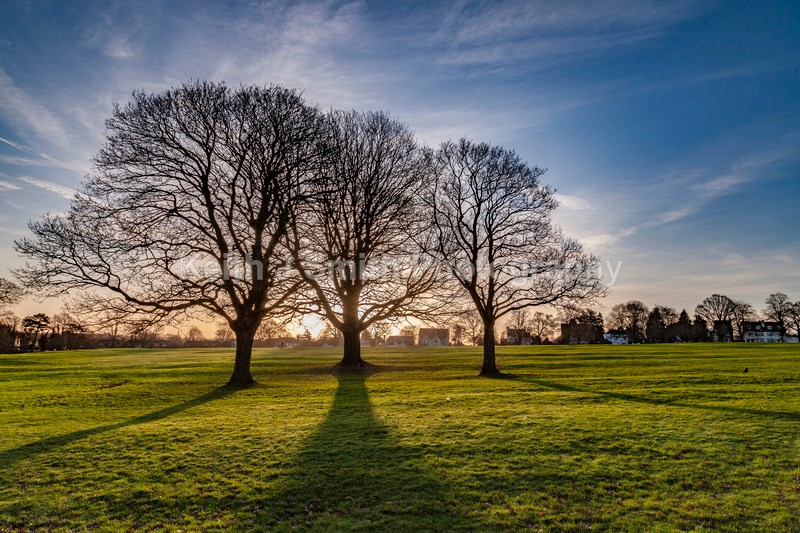 0SKJ1955 - Trees in Abington Park