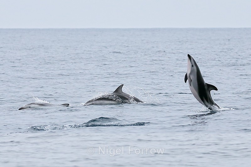 Dusky Dolphin breaching with arched back, Chile - Dolphin