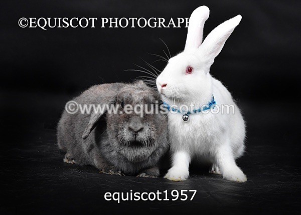 equiscot1957 - GIZMO & OSCAR