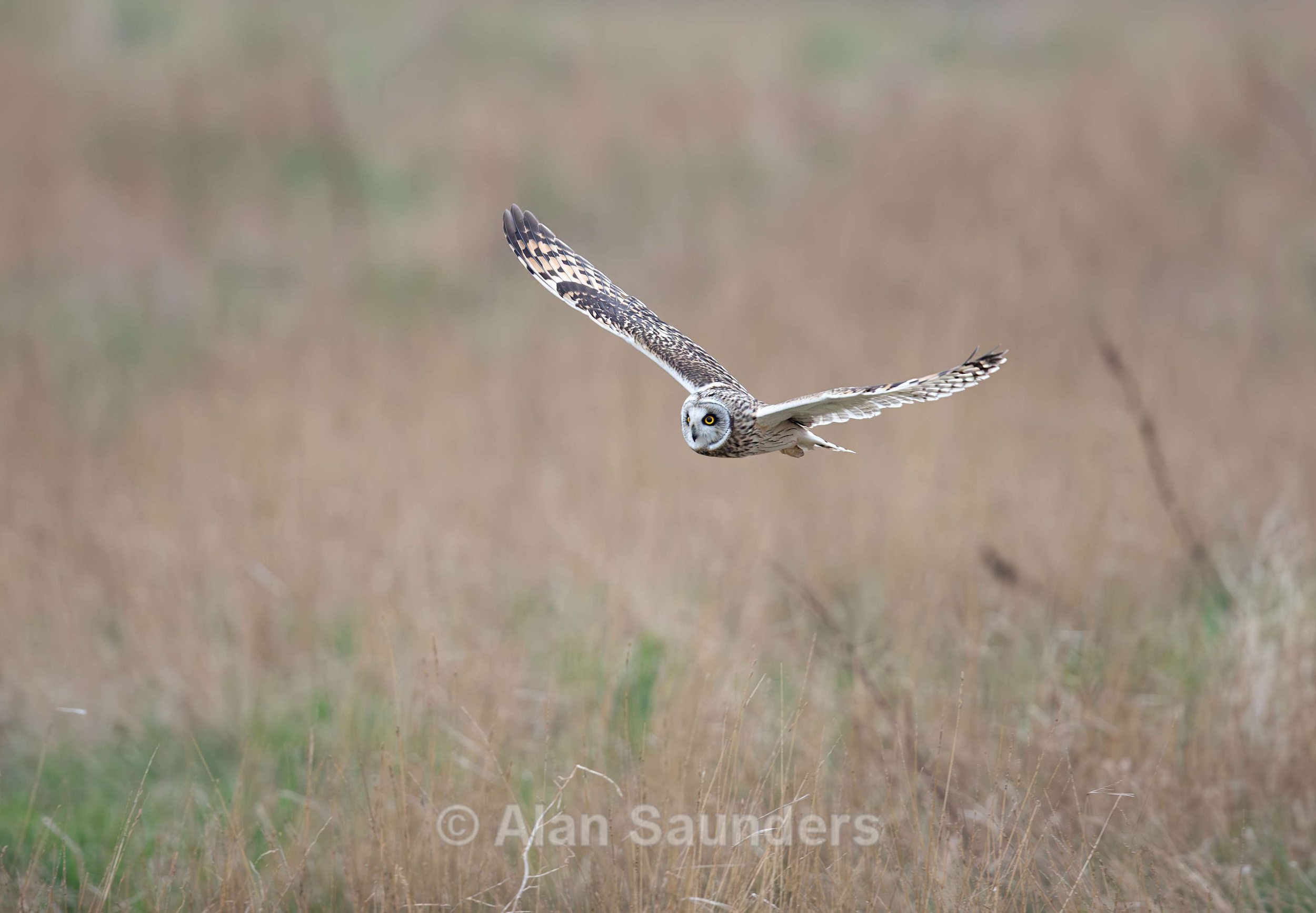 Short Eared Owl