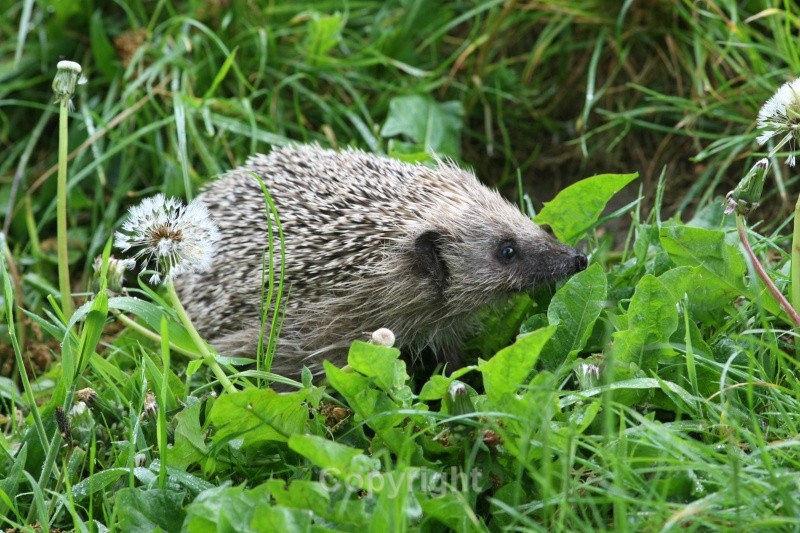 Hedgehog, County Louth - Various Mammals