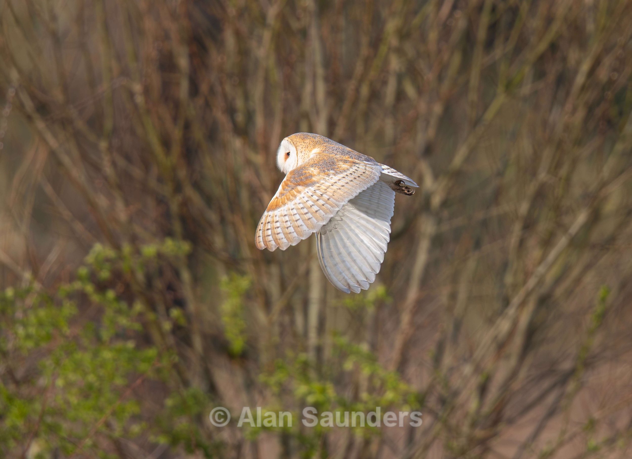 Barn Owl 9 (female)