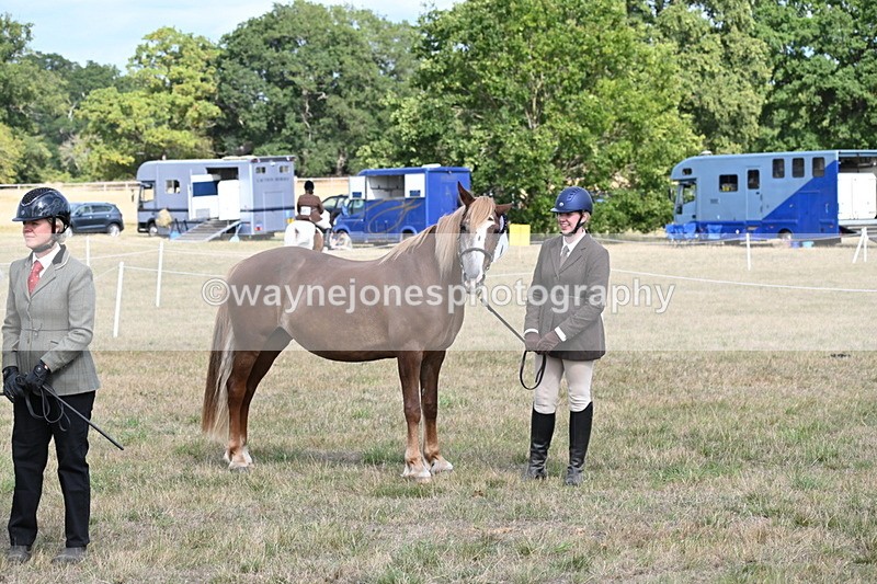 WJ6_6781 - Class 20 In-hand Cob