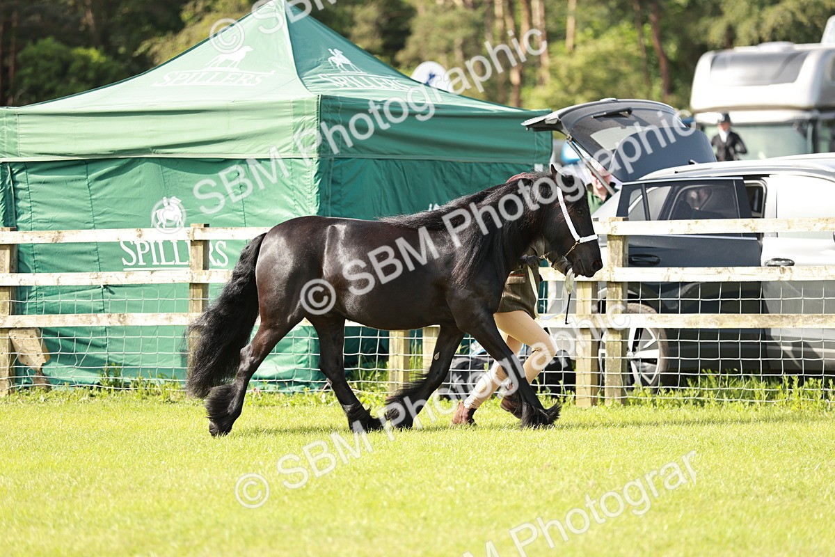 SBM_00810 - Class 14-23 - Mountain & Moorland In Hand Non Welsh