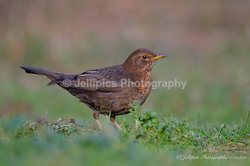  - Wildlife and Nature
