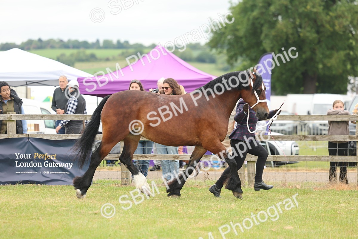 SBM_04875 - Class 50-57 - M&M Welsh Pony In Hand