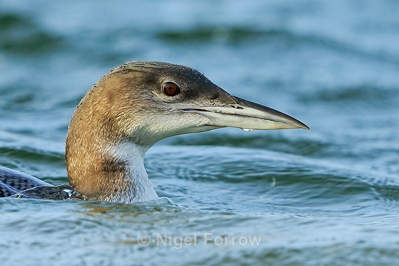 Juvenile Great Northern Diver close-up, Farmoor Reservoir - Great Northern Diver