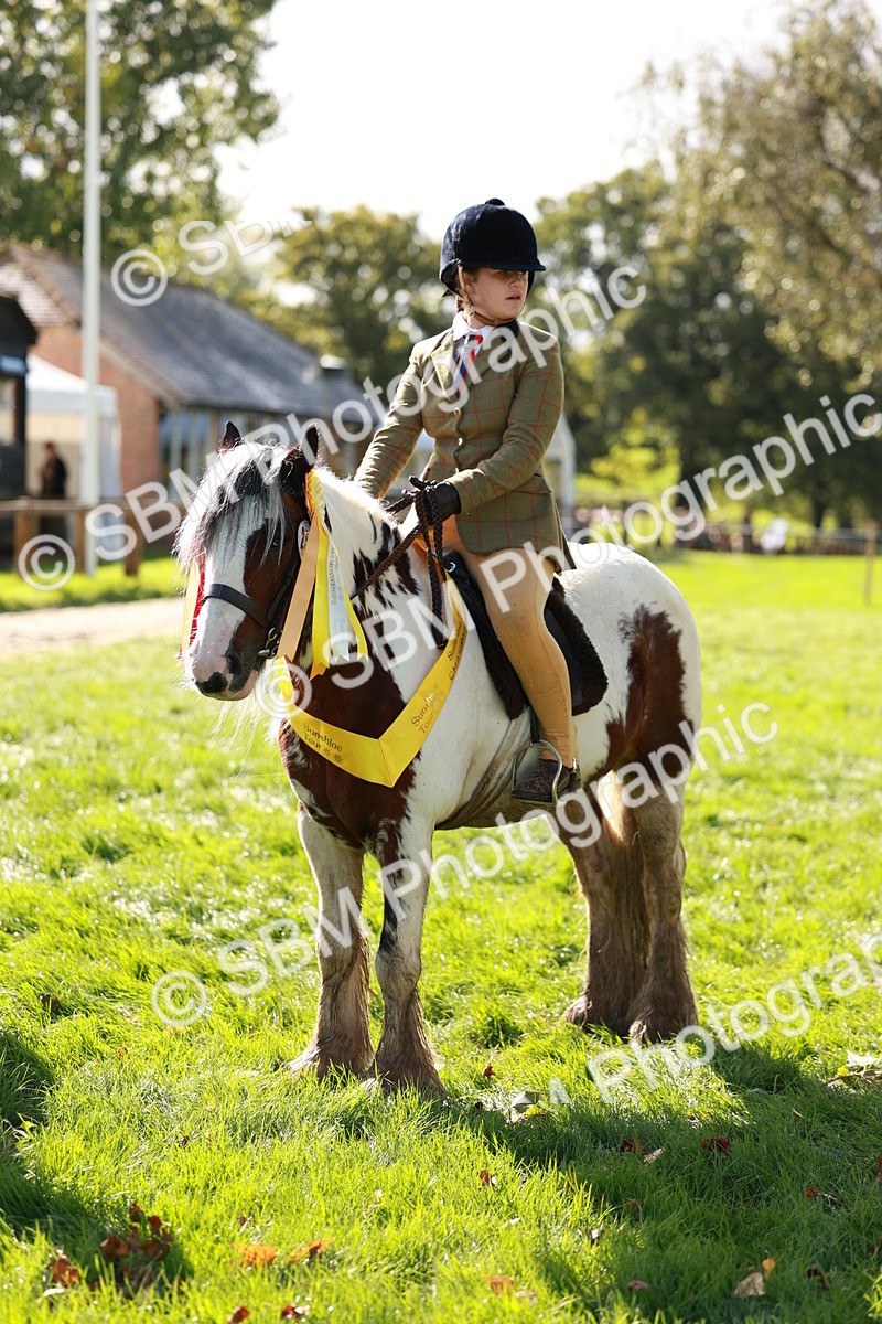 SBM_42186 - S32 - Mountain & Moorland Working Hunter Pony