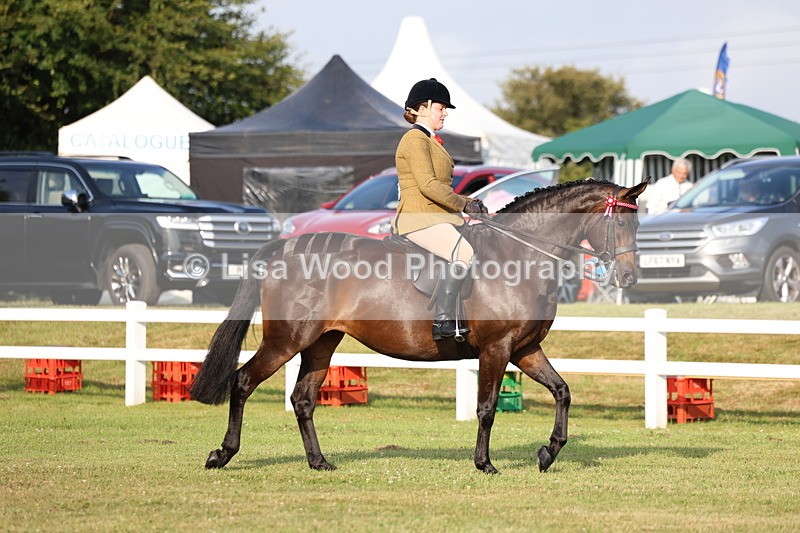 3E7A7642 - Class 1: Rising Star Small Hack/Riding Horses