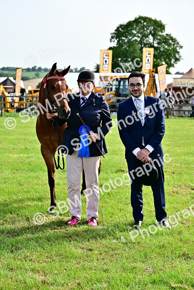 SBM_01007 - Class 46-49 - Arab and Part Bed-Anglo Arab In Hand