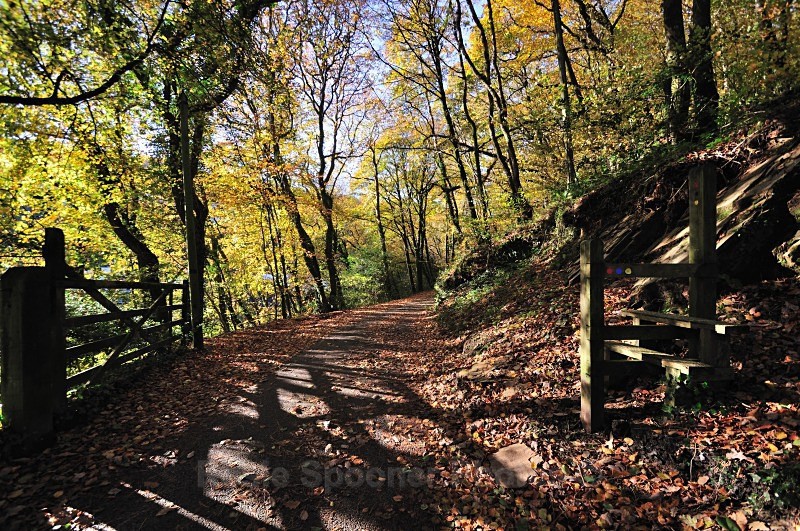 LO30 - Kilminorth Woods gateway and stile - Greeting Cards - Looe