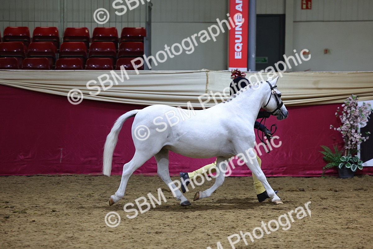 SBM_18696 - Class D IH Pony Champ
