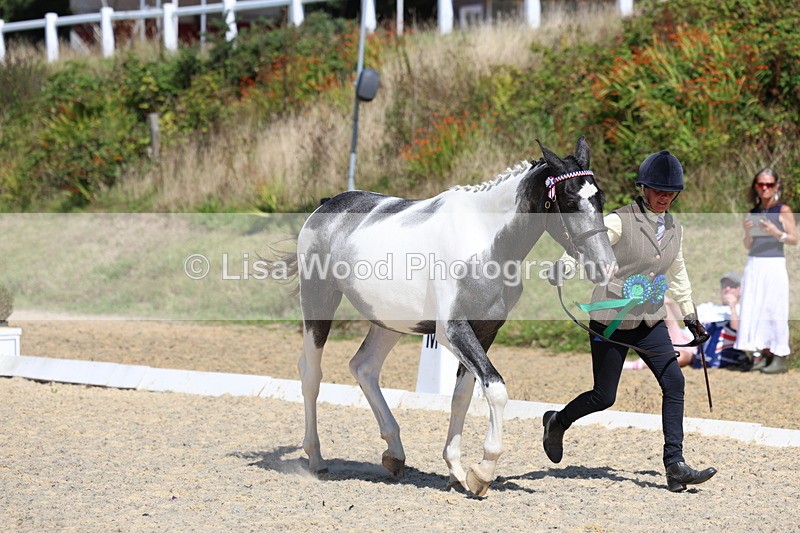 3E7A9856 - In Hand Championship