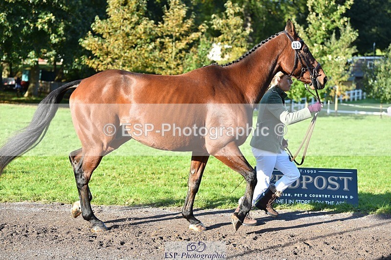 231022-101928-22412 - 433-WILLIAM-Laura.Sharpe-TrotUp+SJ