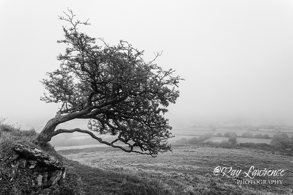 Lone Tree in Mist Brentor-RLP35508 - Close to Home