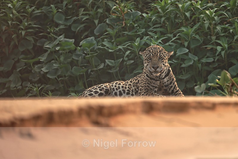Male Jaguar Inka on beach, early morning - Rio Sao Lourenco, Brazil - Jaguar