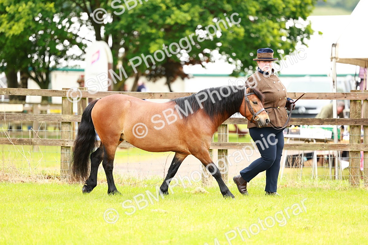 SBM_00250 - Class 58-67 - M&M Non Welsh Pony In hand