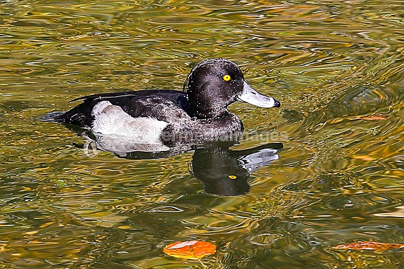  - Out N about in Henley