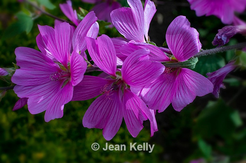 Tree Mallow - purple - DSC_4208 - Purple