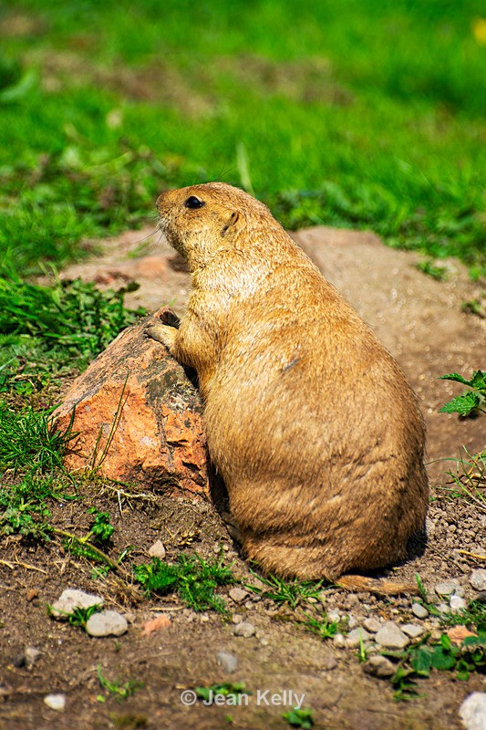 Black-tailed Prarie Dog - DSC_9625 - Black-Tailed Prairie Dogs