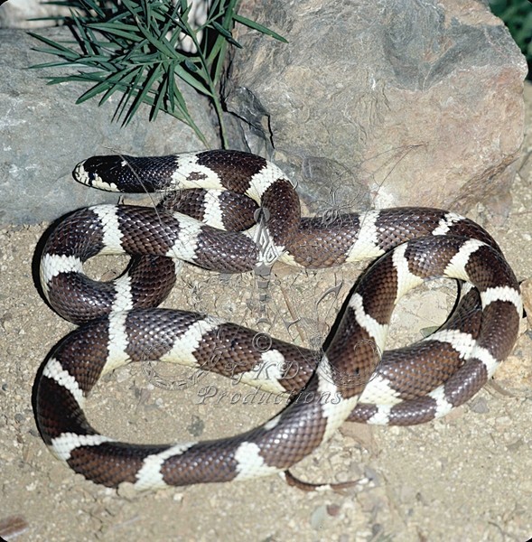 Calif. King Snake - USA - ANIMALS