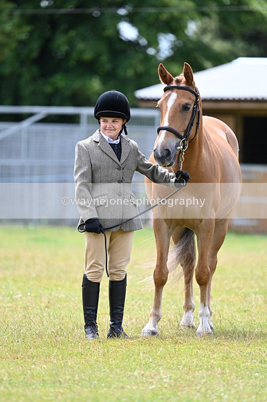 WJ7_6662 - Class 5 Handsome Gelding in hand