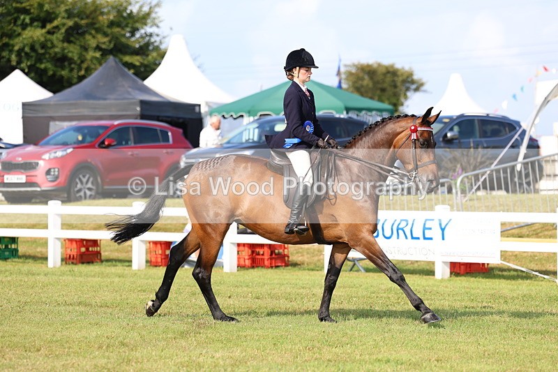 3E7A8424 - Class 2: Rising Star Large Hack/Riding Horse