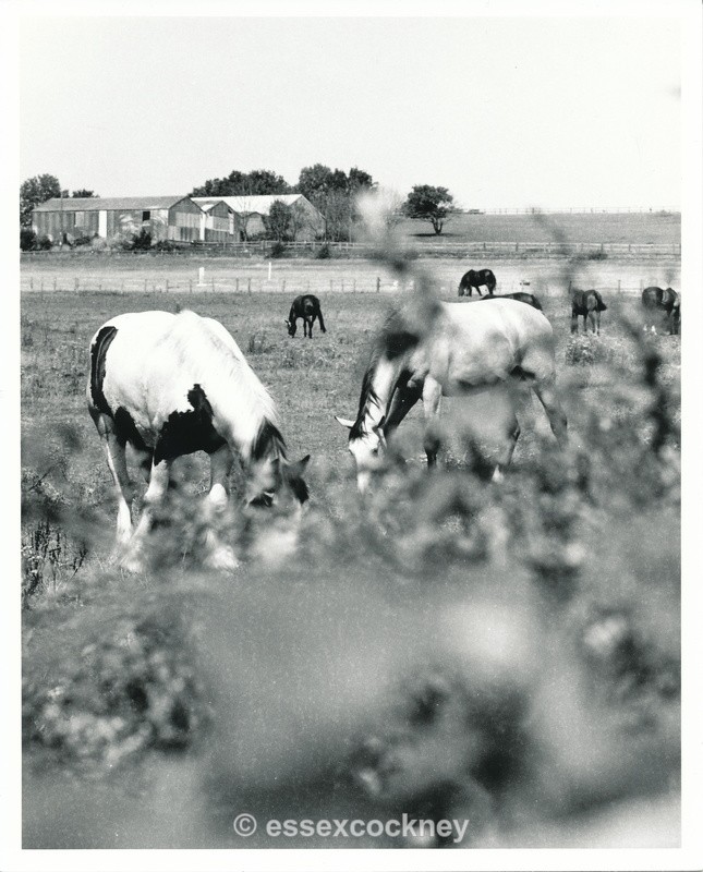  - Local residents of the hairy kind Benfleet and Essex
