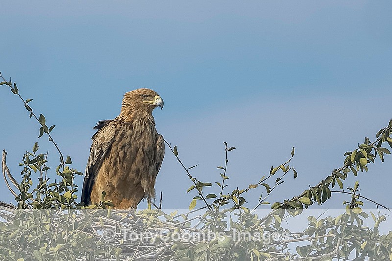 Tawny Eagle - Botswana ~ Birds