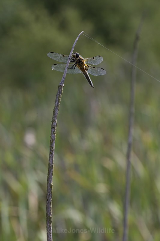Four spot chaser Dragonfly - DRAGONFLY & DAMSELFLY GALLERY
