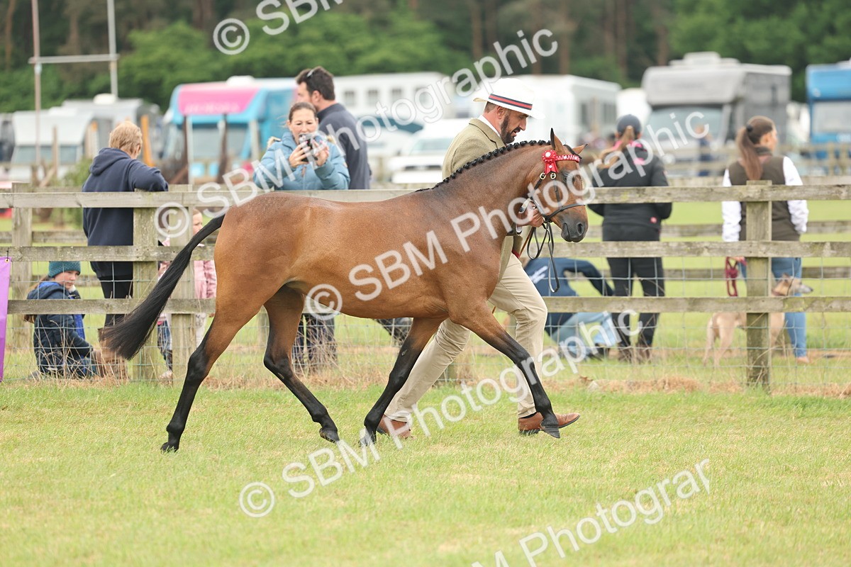 SBM_05422 - Class 68-73 - Riding Pony Breeding
