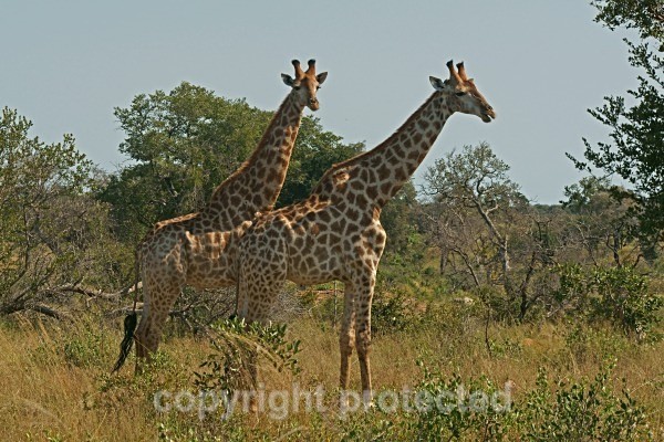 Giraffes Krüger NP, South Africa - African Wildlife