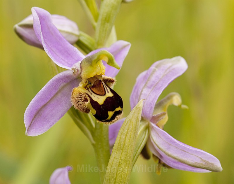 Bee Orchid - BEE ORCHIDS