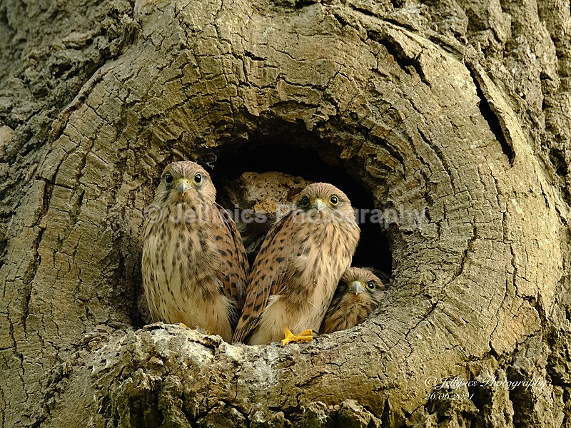  - Wildlife and Nature