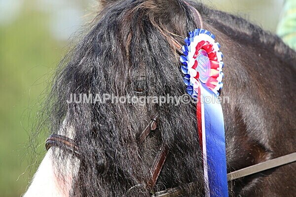 SIAL6912 - championships