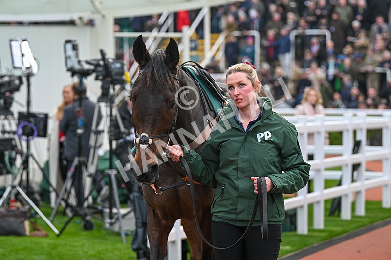 161124-Race 4-Paddock-Ginnys Destiny-0159 - Race 4