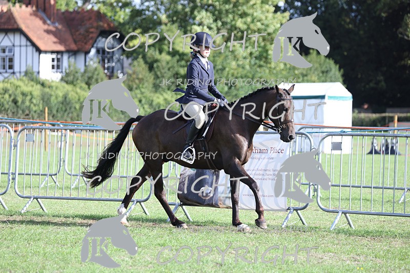 APP_4212 - Class 15a/b Pony club pony/Riding club horse