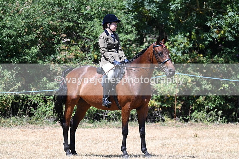 WJ7_2912 - Class 7 Riding Club Show Horse
