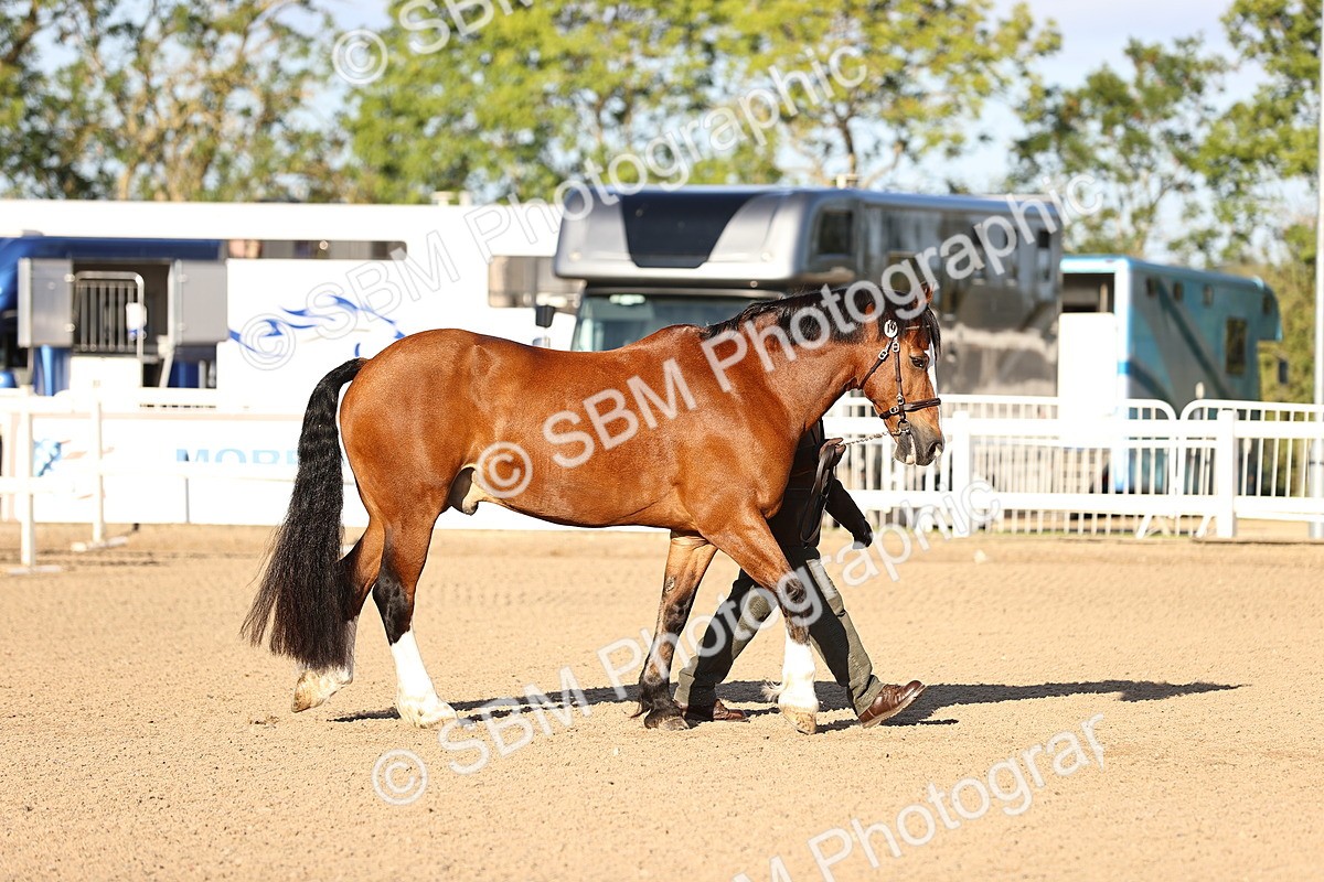 SBM_08301 - Class 401 - IH Veteran Horse