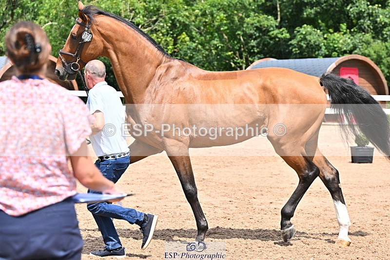 240718A-105308-01599 - Trot Up 1pm to 2pm