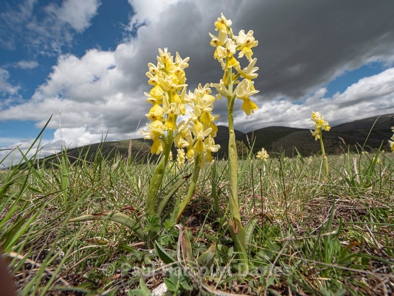 Hybrid Orchis - Orchis x colemanii ( Orchis mascula x O. pauciflora) This is a natural hybrid between Early purple orchid (O. mascula) and few flowered orchid (O. pauciflora). - Plants in the Landscape