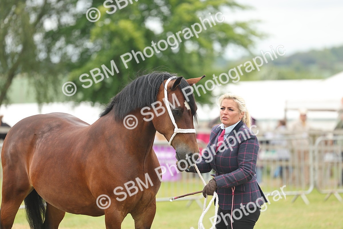 SBM_04930 - Class 50-57 - M&M Welsh Pony In Hand